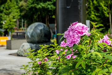 Fountain on Kennely Commons