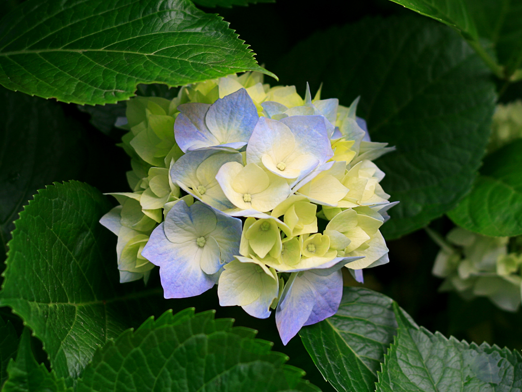 flowers on campus